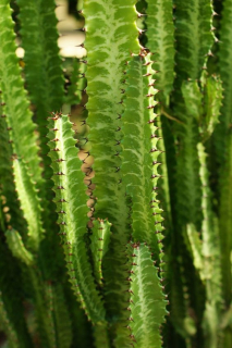 Euphorbia Trigona Trojrebrový ostroh
